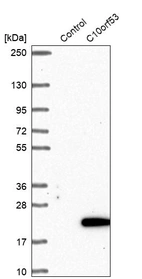 Western blot analysis in control (vector only transfected HEK293T lysate) and C10orf53 over-expression lysate (Co-expressed with a C-terminal myc-DDK tag (~3.1 kDa) in mammalian HEK293T cells, LY405479).