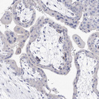Immunohistochemical staining of human placenta shows no positivity in trophoblastic cells as expected.