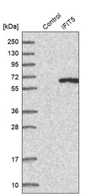 Western blot analysis in control (vector only transfected HEK293T lysate) and IFIT5 over-expression lysate (Co-expressed with a C-terminal myc-DDK tag (~3.1 kDa) in mammalian HEK293T cells, LY415768).