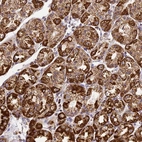 Anti-STK17A Antibody