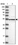 Anti-STK17A Antibody