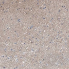 Immunohistochemical staining of human cerebral cortex shows moderate positivity in neuropil.