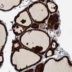 Anti-RAPGEF6 Antibody