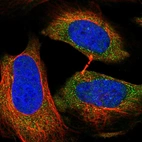 Immunofluorescent staining of human cell line U-2 OS shows localization to cytosol.