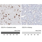 Anti-CELF4 Antibody