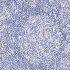 Immunohistochemical staining of human lymph node shows no positivity in lymphoid cells as expected.