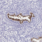 Immunohistochemical staining of human endometrium shows strong positivity in apical membrane in glandular cells.