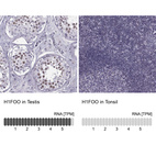 Anti-H1FOO Antibody