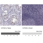 Anti-H1FOO Antibody