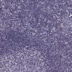 Immunohistochemical staining of human Tonsil shows no positivity in non-germinal center cells as expected.