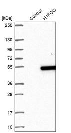 Western blot analysis in control (vector only transfected HEK293T lysate) and H1FOO over-expression lysate (Co-expressed with a C-terminal myc-DDK tag (~3.1 kDa) in mammalian HEK293T cells, LY406918).
