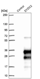 Western blot analysis in control (vector only transfected HEK293T lysate) and DYDC2 over-expression lysate (Co-expressed with a C-terminal myc-DDK tag (~3.1 kDa) in mammalian HEK293T cells, LY410165).