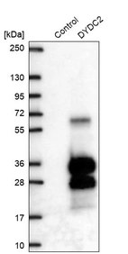 Western blot analysis in control (vector only transfected HEK293T lysate) and DYDC2 over-expression lysate (Co-expressed with a C-terminal myc-DDK tag (~3.1 kDa) in mammalian HEK293T cells, LY410165).