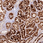 Anti-PSAPL1 Antibody