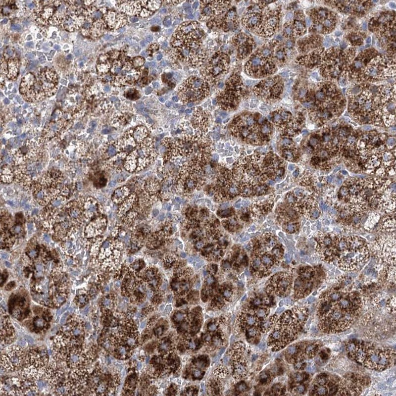 Anti-NME7 Antibody