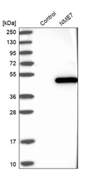 Western blot analysis in control (vector only transfected HEK293T lysate) and NME7 over-expression lysate (Co-expressed with a C-terminal myc-DDK tag (~3.1 kDa) in mammalian HEK293T cells, LY405095).