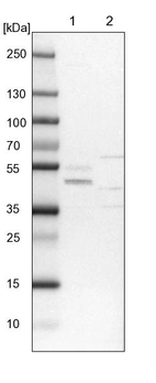 Lane 1: NIH-3T3 cell lysate (Mouse embryonic fibroblast cells)_br/_Lane 2: NBT-II cell lysate (Rat Wistar bladder tumour cells)
