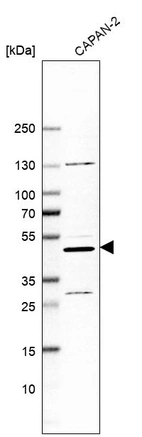 Western blot analysis in human cell line CAPAN-2.