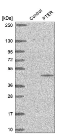 Western blot analysis in control (vector only transfected HEK293T lysate) and PTER over-expression lysate (Co-expressed with a C-terminal myc-DDK tag (~3.1 kDa) in mammalian HEK293T cells, LY424361).