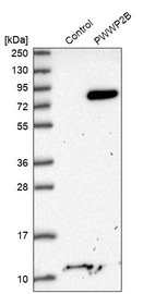 Anti-PWWP2B Antibody