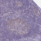 Immunohistochemical staining of human lymph node shows weak cytoplasmic positivity in germinal center cells.