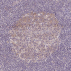 Immunohistochemical staining of human lymph node shows weak cytoplasmic positivity in germinal center cells.