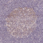 Immunohistochemical staining of human lymph node shows weak cytoplasmic positivity in germinal center cells.