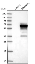 Western blot analysis in control (vector only transfected HEK293T lysate) and SH3BP5L over-expression lysate (Co-expressed with a C-terminal myc-DDK tag (~3.1 kDa) in mammalian HEK293T cells, LY410767).