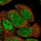 Immunofluorescent staining of human cell line A-431 shows localization to nucleoplasm, the Golgi apparatus & vesicles.