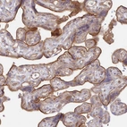 Immunohistochemical staining of human placenta shows strong membranous positivity in trophoblastic cells.