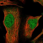 Immunofluorescent staining of human cell line U-2 OS shows localization to nucleoplasm & cytosol.