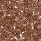 Immunohistochemical staining of human liver using Anti-GBE1 antibody HPA038075.