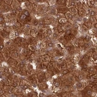 Immunohistochemical staining of human liver using Anti-GBE1 antibody HPA038075.