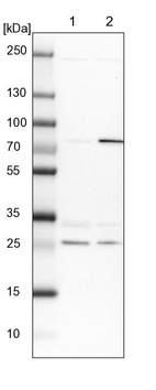 Lane 1: NIH-3T3 cell lysate (Mouse embryonic fibroblast cells)_br/_Lane 2: NBT-II cell lysate (Rat Wistar bladder tumour cells)