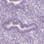 Anti-SLC26A8 Antibody