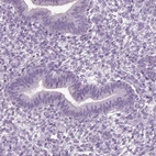 Immunohistochemical staining of human endometrium shows low expression as expected.