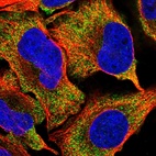 Immunofluorescent staining of human cell line U-2 OS shows localization to cytosol.