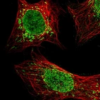Immunofluorescent staining of human cell line U-2 OS shows localization to nucleoplasm, nuclear membrane & mitochondria.