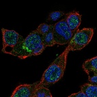 Anti-MALRD1 Antibody