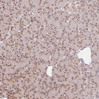 Immunohistochemical staining of human pancreas shows weak to moderate nuclear positivity in exocrine glandular cells.
