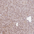 Immunohistochemical staining of human pancreas shows weak to moderate nuclear positivity in exocrine glandular cells.