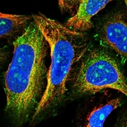 Immunofluorescent staining of human cell line U-2 OS shows localization to nucleoli, cytosol & cell junctions.