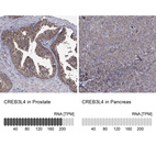 Anti-CREB3L4 Antibody