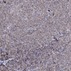 Immunohistochemical staining of human pancreas shows low expression as expected.