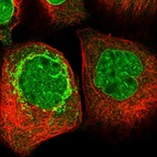 Immunofluorescent staining of human cell line A-431 shows localization to nucleoplasm, nuclear membrane & mitochondria.