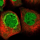 Immunofluorescent staining of human cell line A-431 shows localization to nucleoplasm, nuclear membrane & mitochondria.