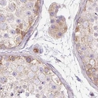 Immunohistochemical staining of human testis using Anti-HIP1R antibody HPA038136.