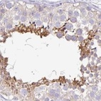 Immunohistochemical staining of human testis using Anti-PLCD4 antibody HPA038140.