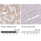Anti-PLCD4 Antibody