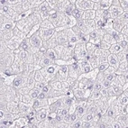 Immunohistochemical staining of human liver using Anti-PLCD4 antibody HPA038140.